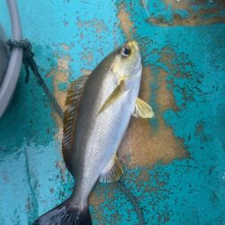 オキアミ五目釣り