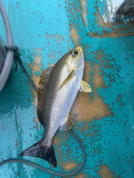 オキアミ五目釣り