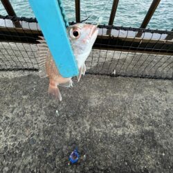 投げ釣り失敗!サビキもギリギリ