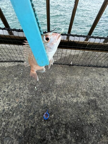 投げ釣り失敗!サビキもギリギリ