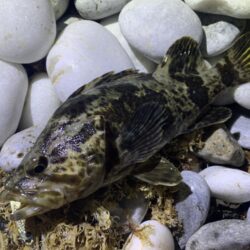 終盤アコウ、良型捕獲。