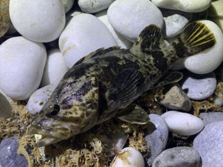 終盤アコウ、良型捕獲。