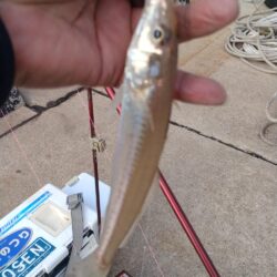 東二見の落ちギス調査