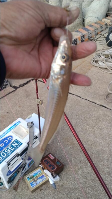 東二見の落ちギス調査