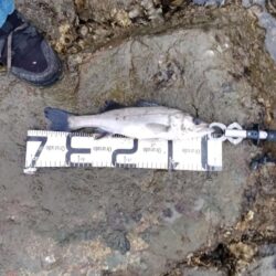 12月になっても、シーバス活性高い。