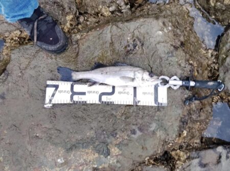 12月になっても、シーバス活性高い。