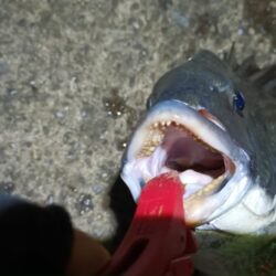 2025/12/29 南港ヘチ釣り 早朝(夜)