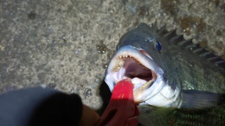 2025/12/29 南港ヘチ釣り 早朝(夜)