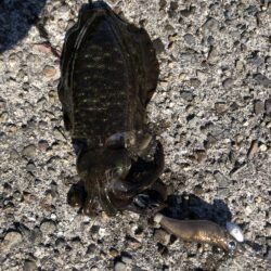 エギは釣れます。