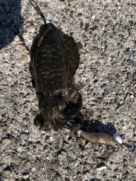 エギは釣れます。