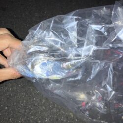 白杉ライトショアジギング