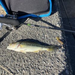 北湖漁港小バス祭り