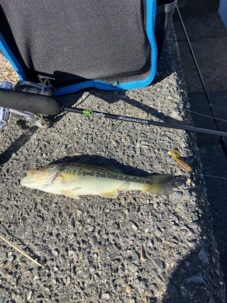 北湖漁港小バス祭り