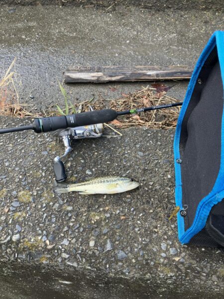 続 湖西漁港小バス祭り