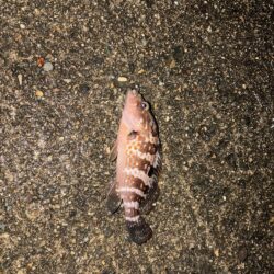 久しぶりの投稿