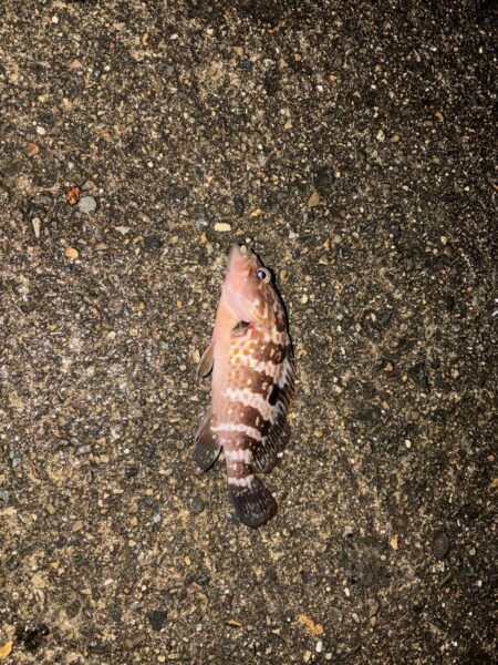 久しぶりの投稿