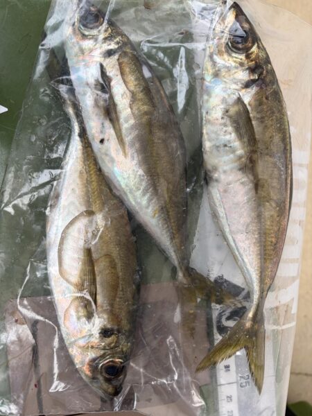 釣り納まらず…