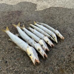 ちょっと早めのカマス調査