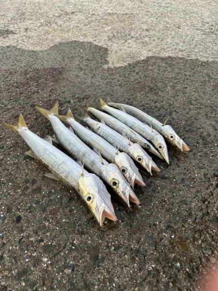 ちょっと早めのカマス調査