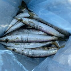 カマス釣果2日目