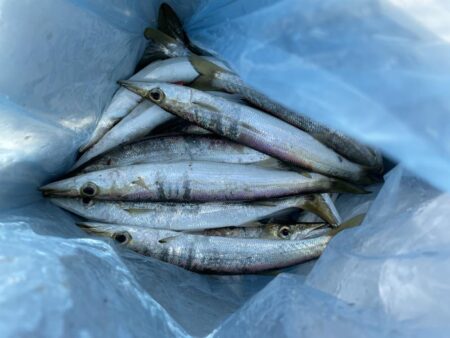 カマス釣果2日目