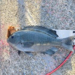 グレ狙いで良型揃い!