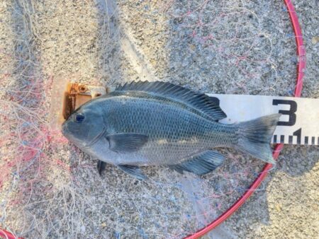 グレ狙いで良型揃い!