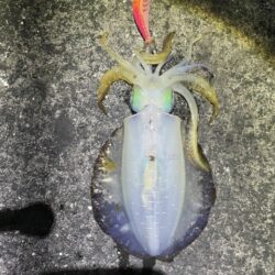 2025 佐渡ヶ島エギング Vol.61【…