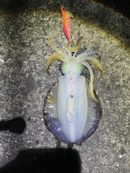 2025 佐渡ヶ島エギング Vol.61【…