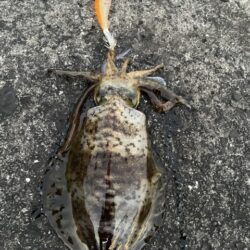 2025 佐渡ヶ島エギング Vol.62【11月30日】