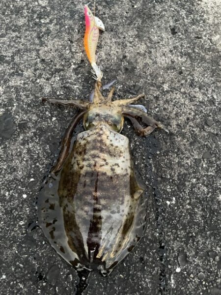 2025 佐渡ヶ島エギング Vol.62【11月30日】