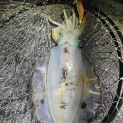 2025 佐渡ヶ島エギング Vol.63【12月2日】