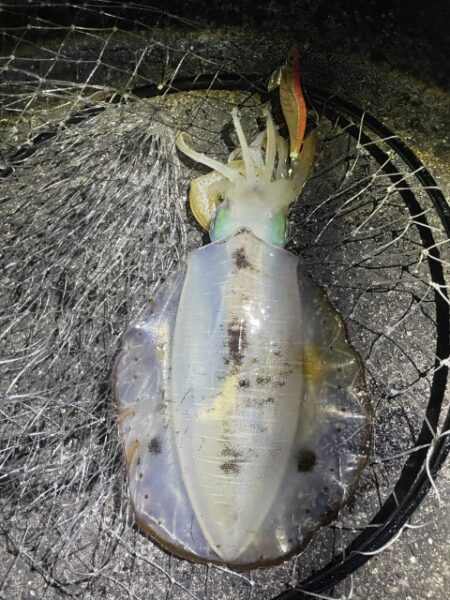 2025 佐渡ヶ島エギング Vol.63【12月2日】