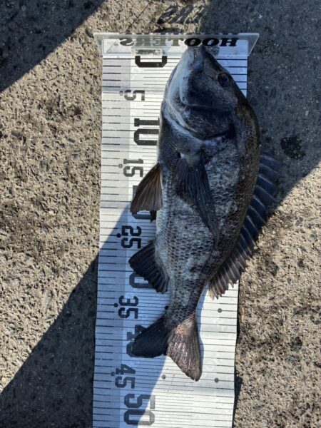 イチノ兄弟、釣果！