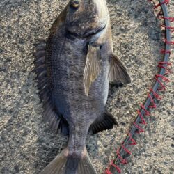 イチノ兄弟、釣果!