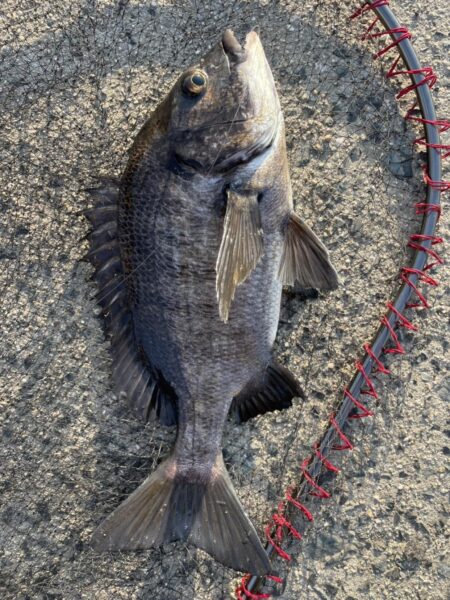 イチノ兄弟、釣果!