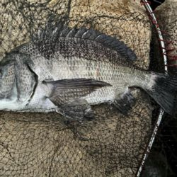 イチノ兄弟、釣果!