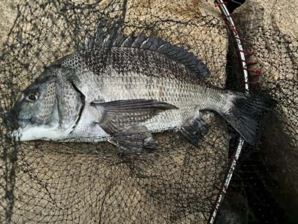 イチノ兄弟、釣果!