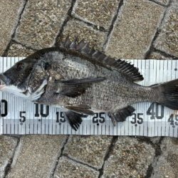 イチノ兄弟、釣果!