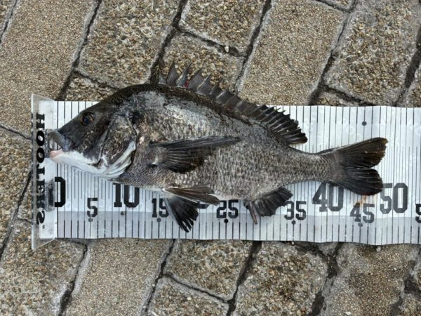 イチノ兄弟、釣果!