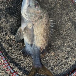 イチノ兄弟、釣果!