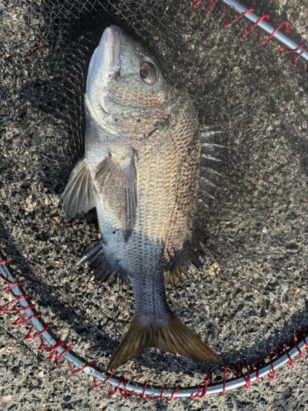 イチノ兄弟、釣果!