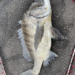 イチノ兄弟、釣果！