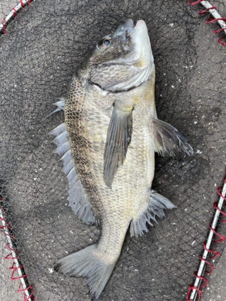 イチノ兄弟、釣果！