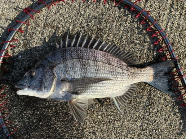 イチノ兄弟、釣果!