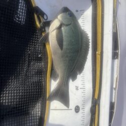 フカセ第2戦〜大蔵海岸〜グレ絶好調