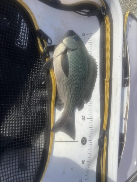 フカセ第2戦〜大蔵海岸〜グレ絶好調