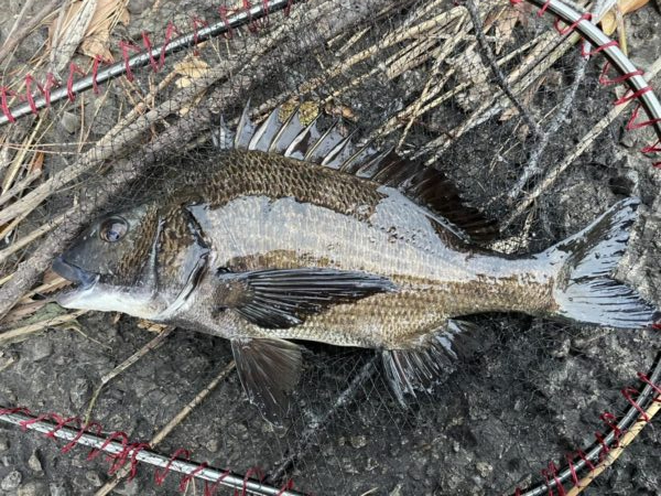 イチノ兄弟、釣果！
