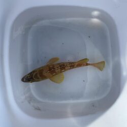 アジを釣りイカを釣る