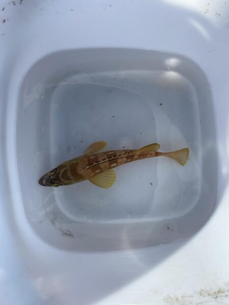 アジを釣りイカを釣る